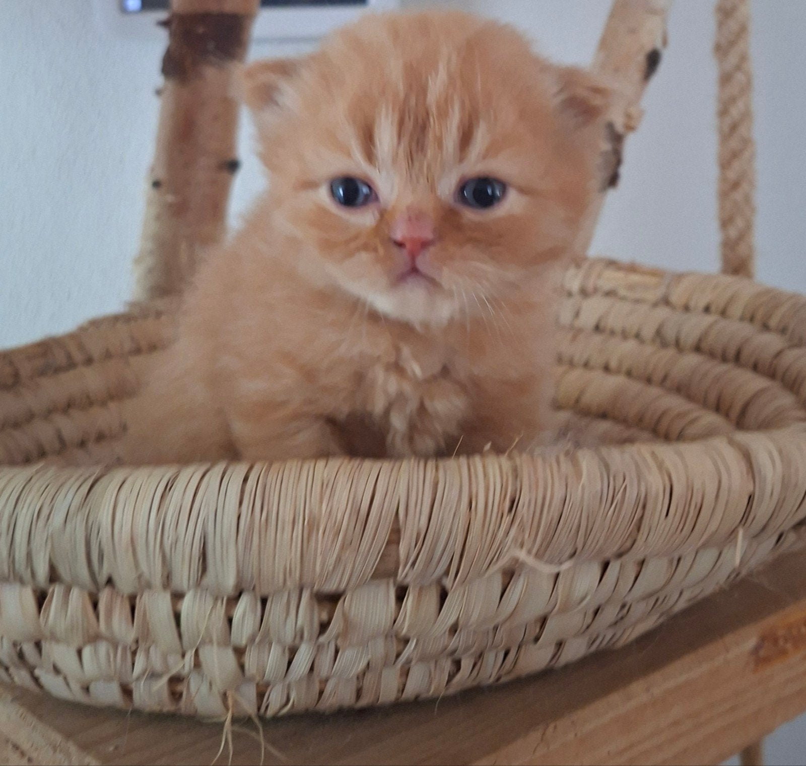 Brits langhaar katertje met stamboom, Kater, Met stamboom, 0 tot 2 jaar
