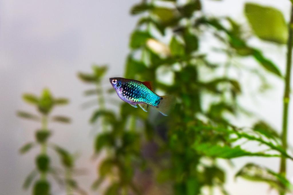 Platy neon blauw tuxedo, Dieren en Toebehoren, Vissen | Aquariumvissen, Vis, Zoetwatervis