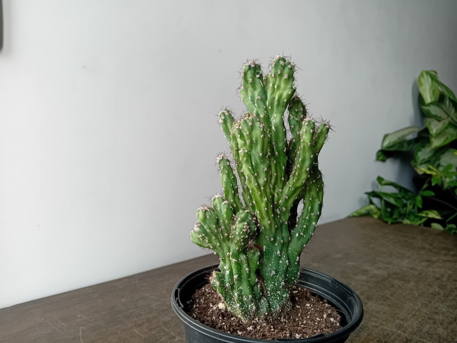Cactus 25cm, Ophalen, Minder dan 100 cm, In pot, Cactus