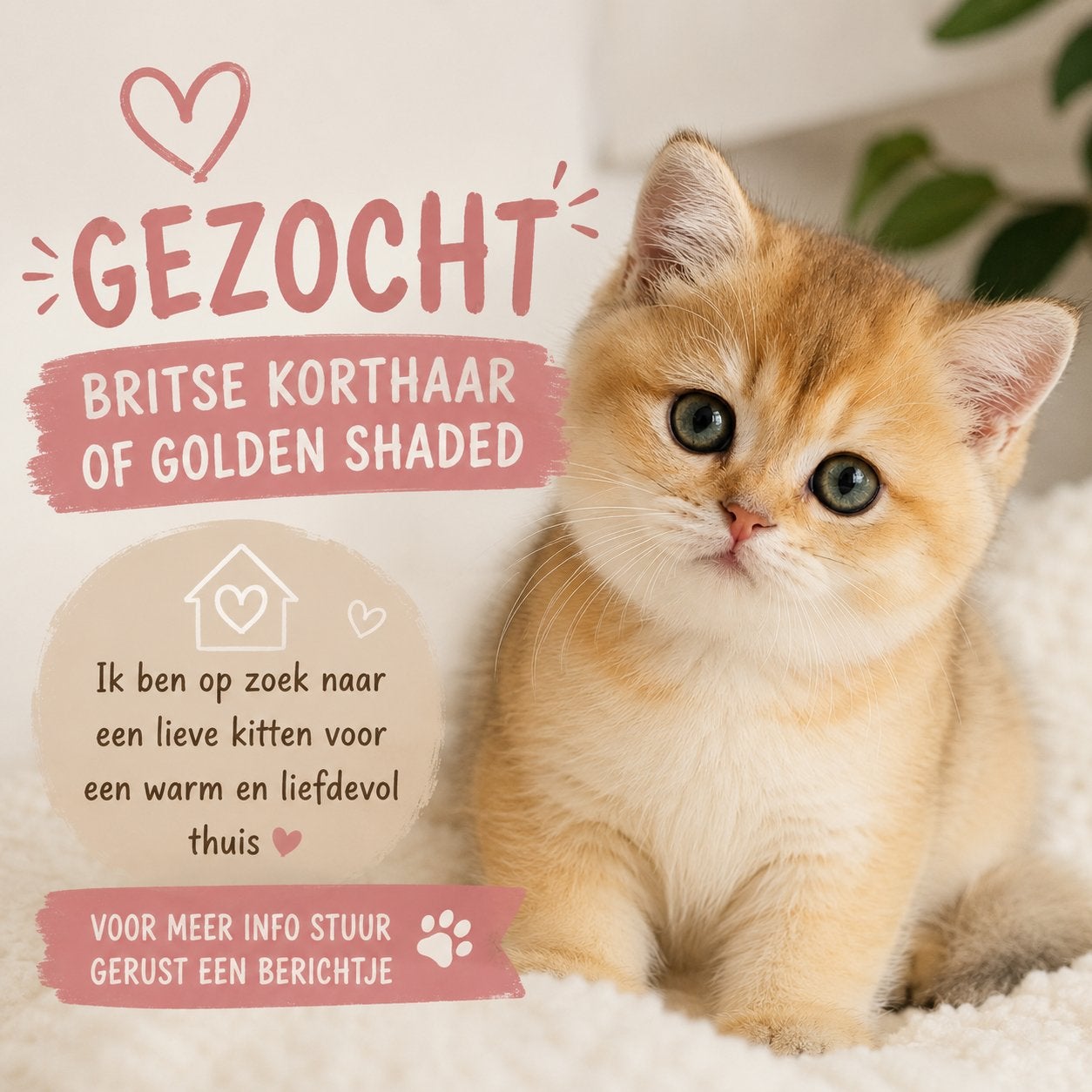 GEZOCHT: Britse Korthaar of Golden Shaded kitten, Dieren en Toebehoren, Katten en Kittens | Raskatten | Korthaar, Meerdere dieren
