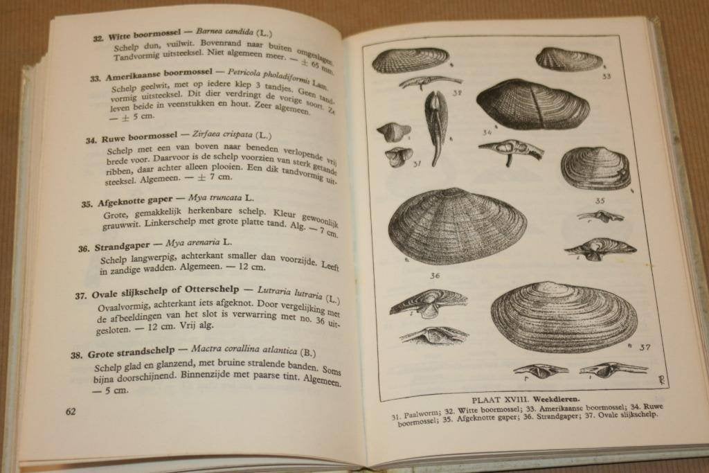 Wat vind ik aan het strand? - Excursieboek Noordzeekust 1963, Boeken, Natuur, Ophalen of Verzenden, Gelezen