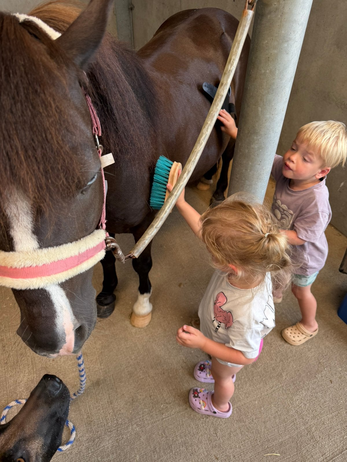 Super lieve A pony, Dieren en Toebehoren, Pony's, Ruin, B, A pony (tot 1.17m), Recreatiepony, 7 tot 10 jaar, Gechipt, Ontwormd