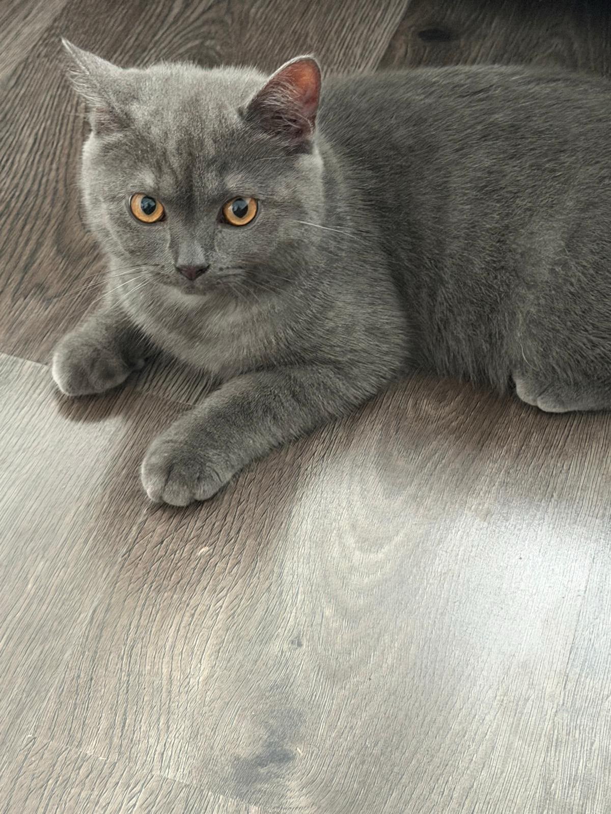 Briste korthaar, Kater, Ontwormd, 0 tot 2 jaar