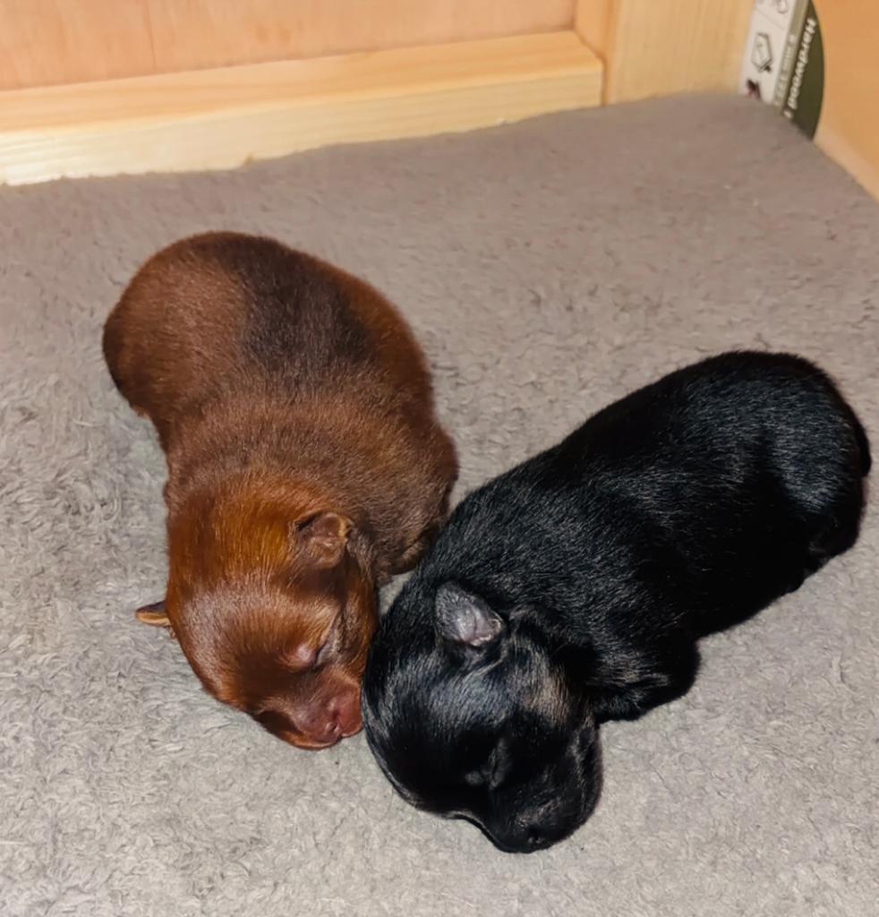 Dwergkees Pomeriaan pups, Keeshond, Reu, 8 tot 15 weken, Parvo
