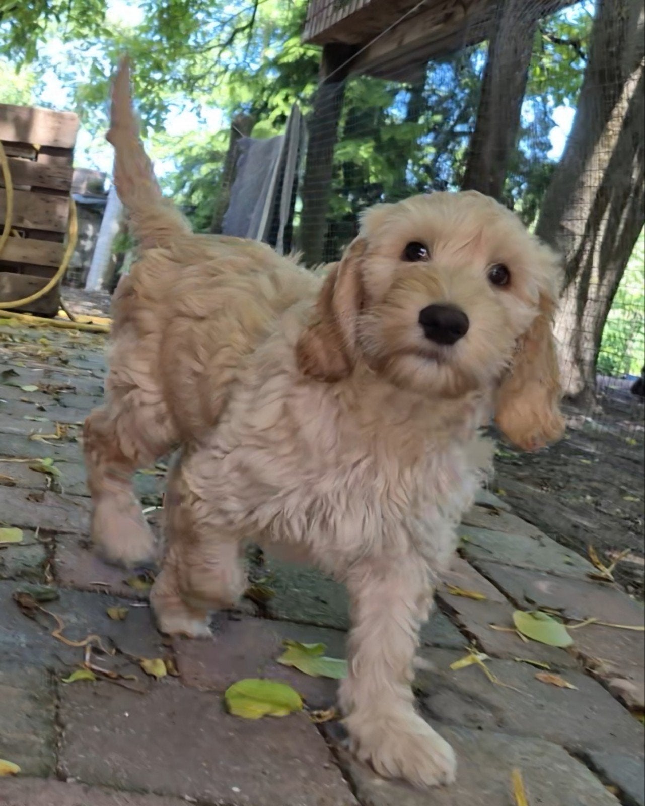 Dit is Kobus Labradoodle multigen pup reu, Parvo, Nederland, 8 tot 15 weken, Eén hond