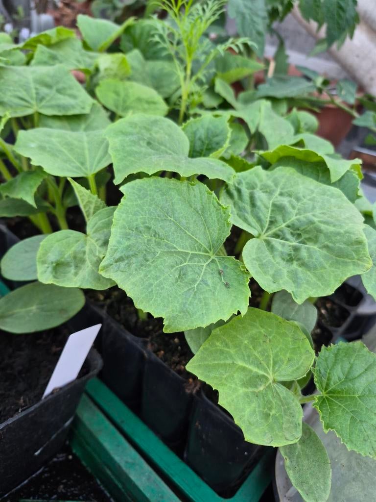 Komkommer planten bio Market More, Tuin en Terras, Ophalen, Eenjarig, Groenteplanten, Volle zon