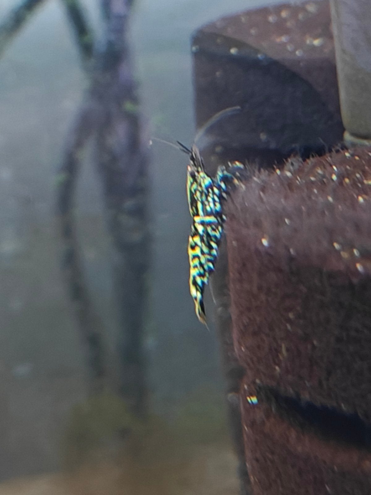 garnalen galaxy Stardust Snowflake, Kreeft, Krab of Garnaal