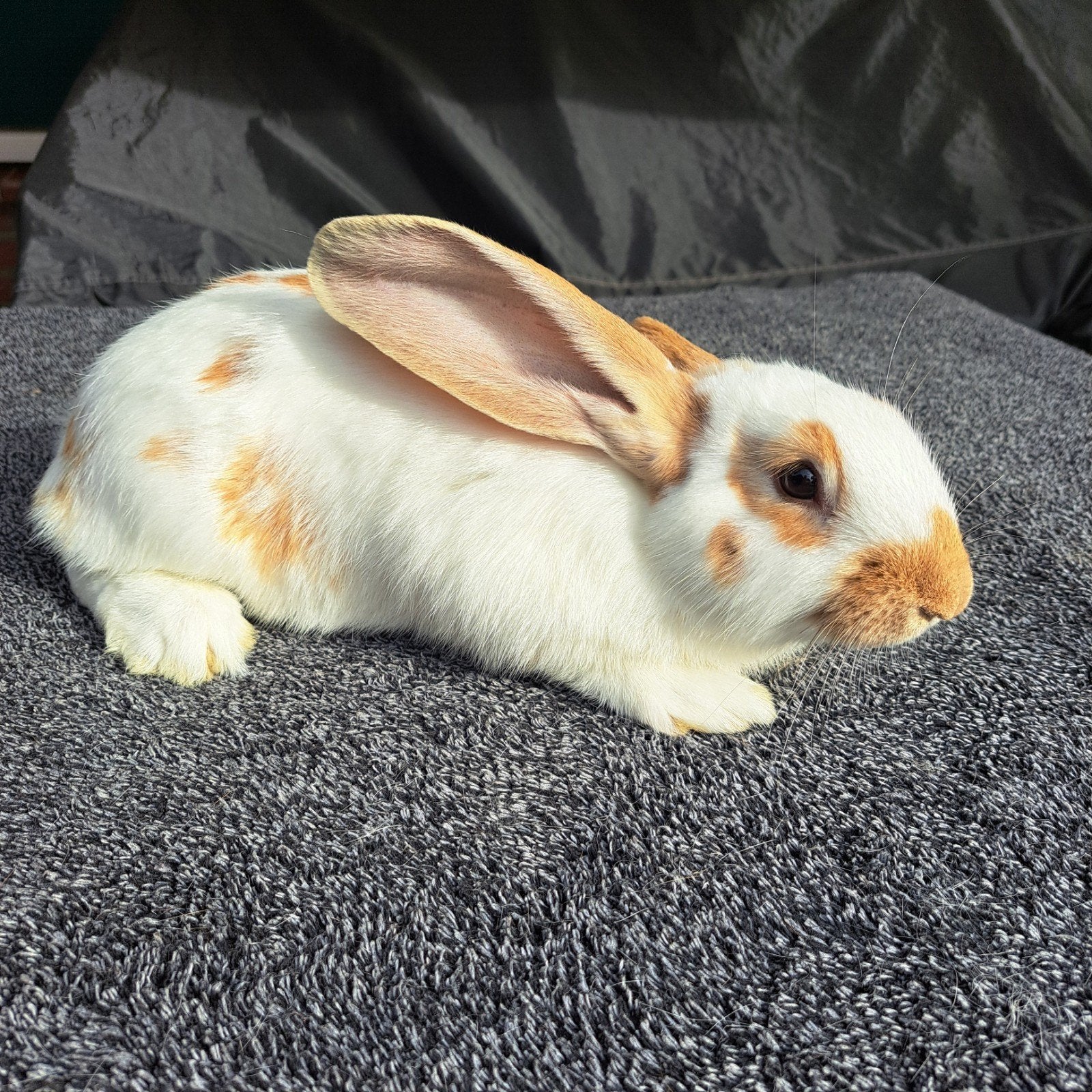Vlaamse reus / Loharinger, Dieren en Toebehoren, Mannelijk, Groot, 0 tot 2 jaar