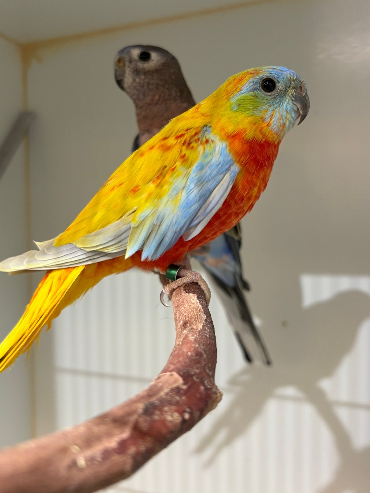 turquoisine parkieten, Dieren en Toebehoren, Meerdere dieren, Parkiet