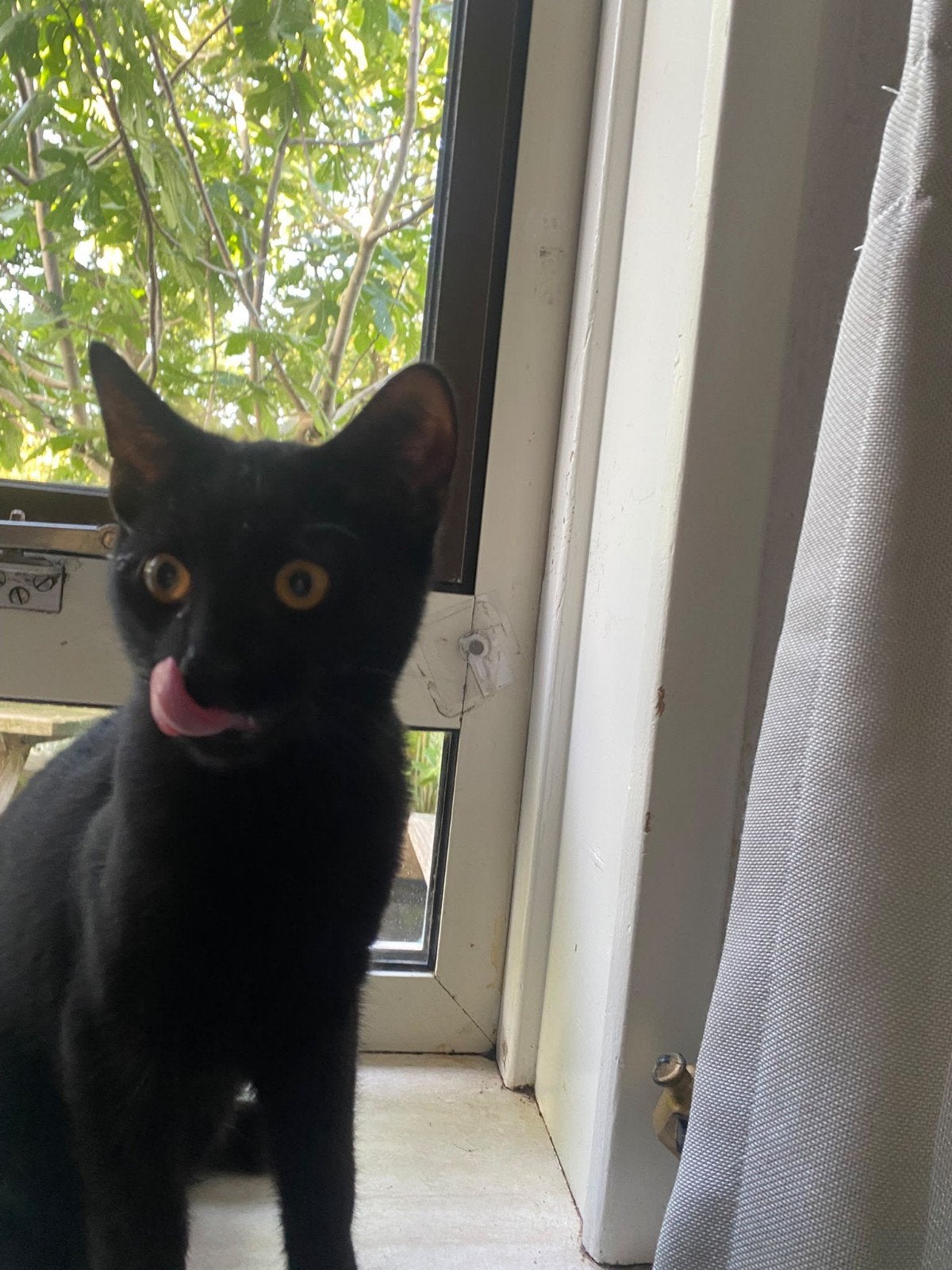 Lief kitten (katertje) en poes ingeent en gechipt, Poes
