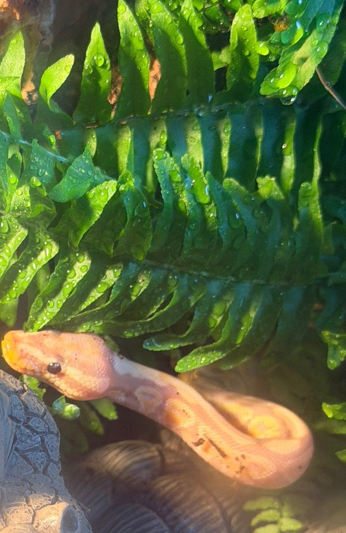 1.0 banana pastel ball python Ball Python photo 4