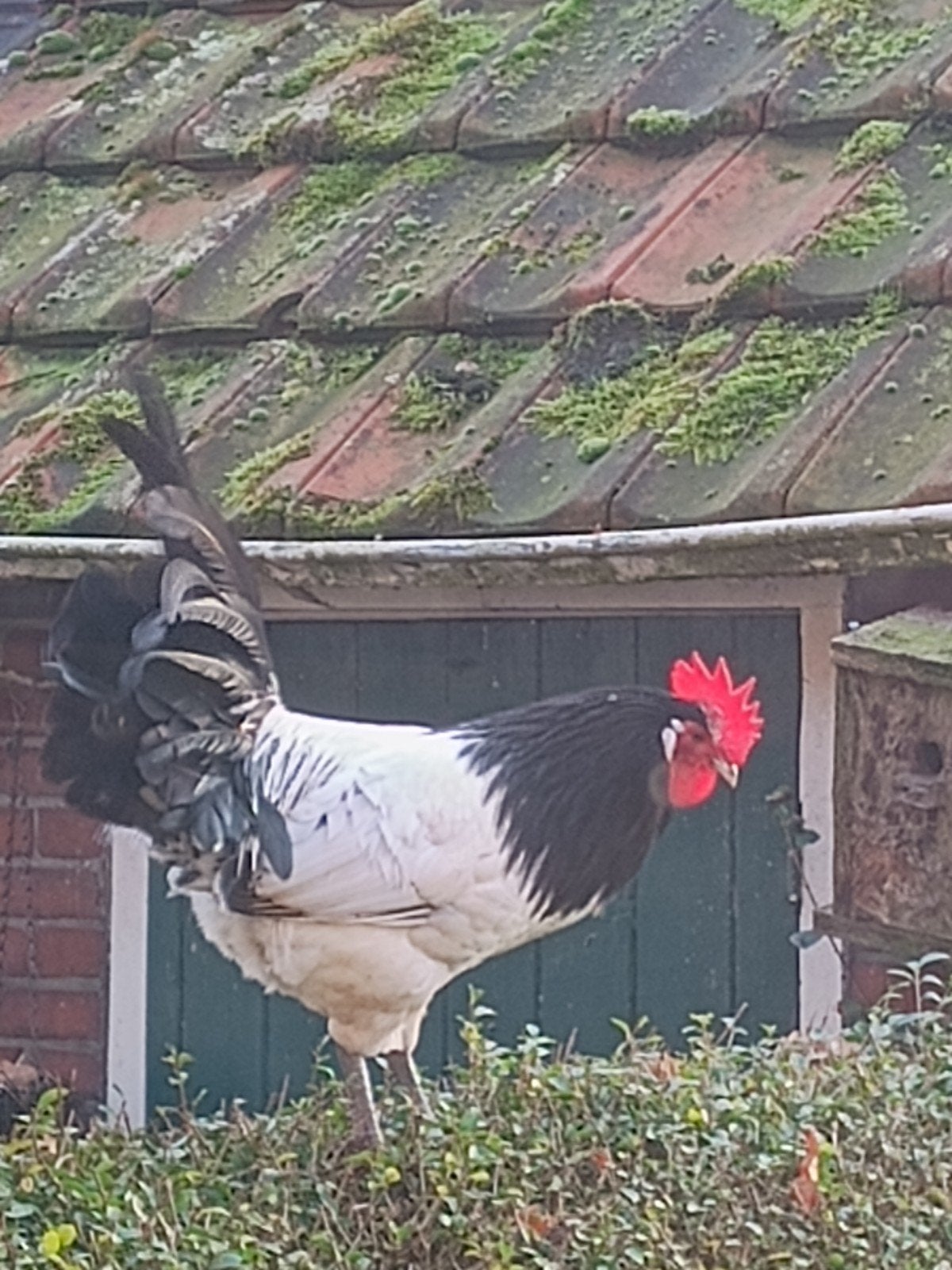 Gratis lakenvelder haan, Dieren en Toebehoren, Pluimvee, Mannelijk, Kip