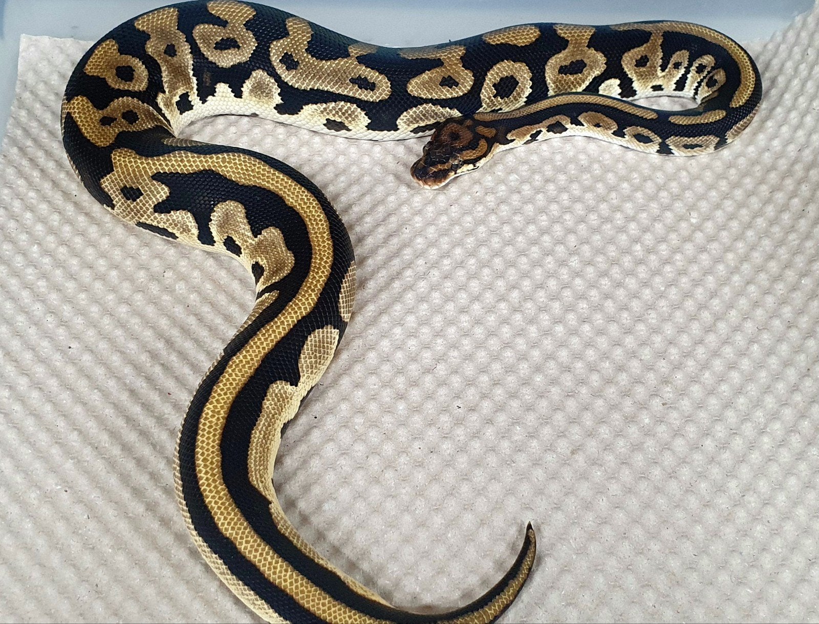koningspython 2025 Ball Python - female for sale from Richard