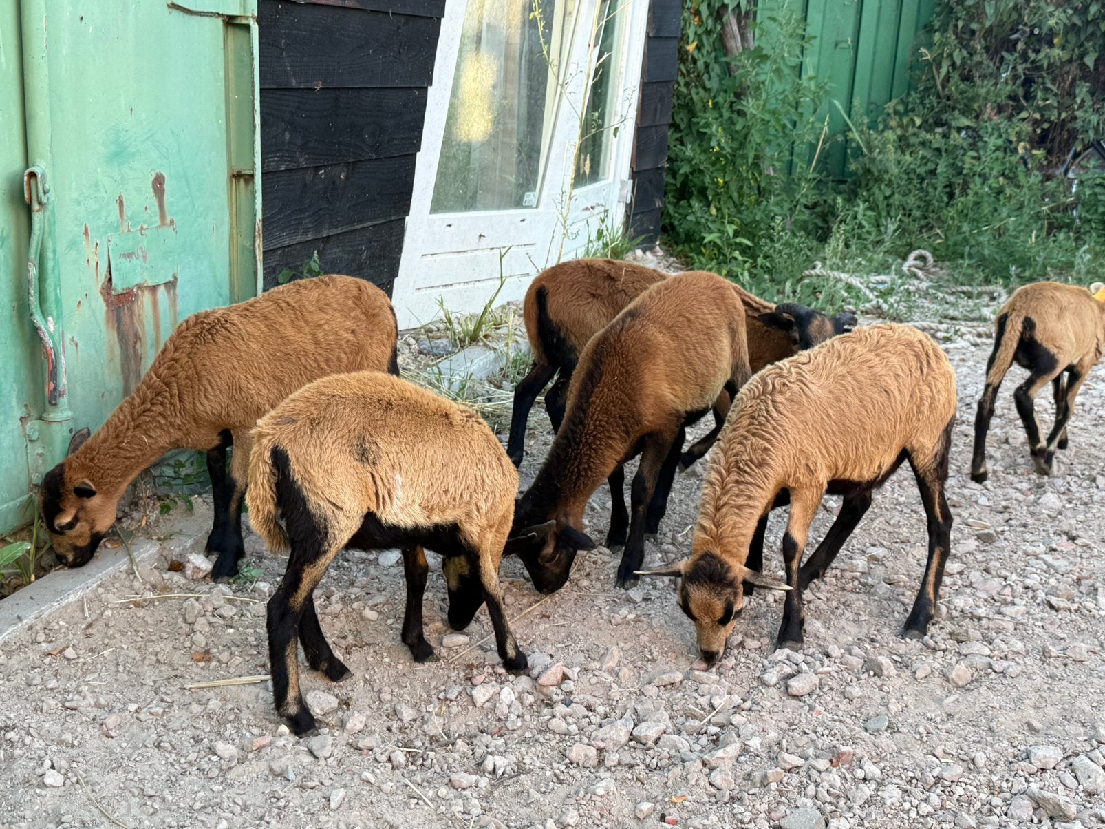 Kamaroen schapen, Dieren en Toebehoren, Schapen, Geiten en Varkens, Mannelijk, Schaap