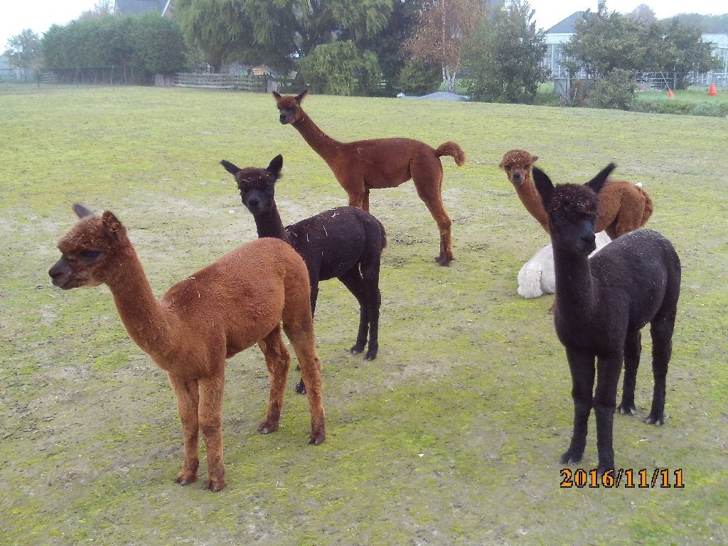 alpaca merrie,s, Juli, Vrouwelijk