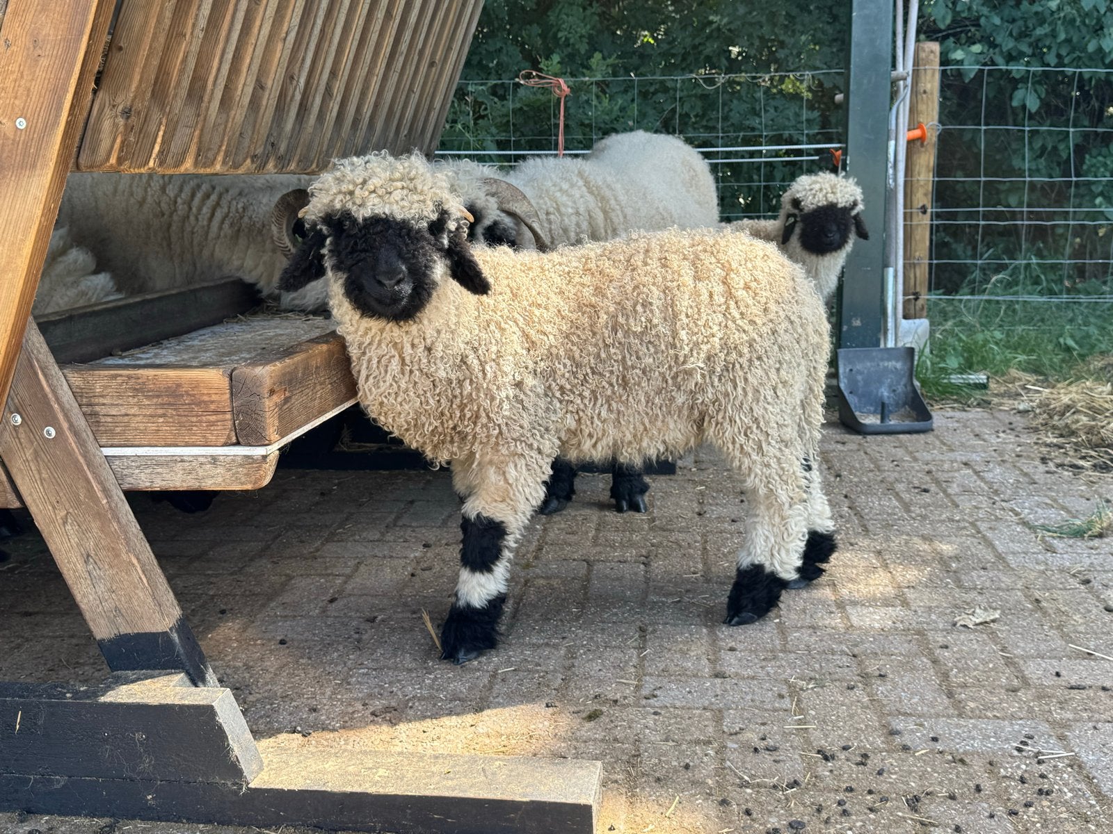 Walliser Scharznase, Dieren en Toebehoren, Schapen, Geiten en Varkens, Schaap, Mannelijk