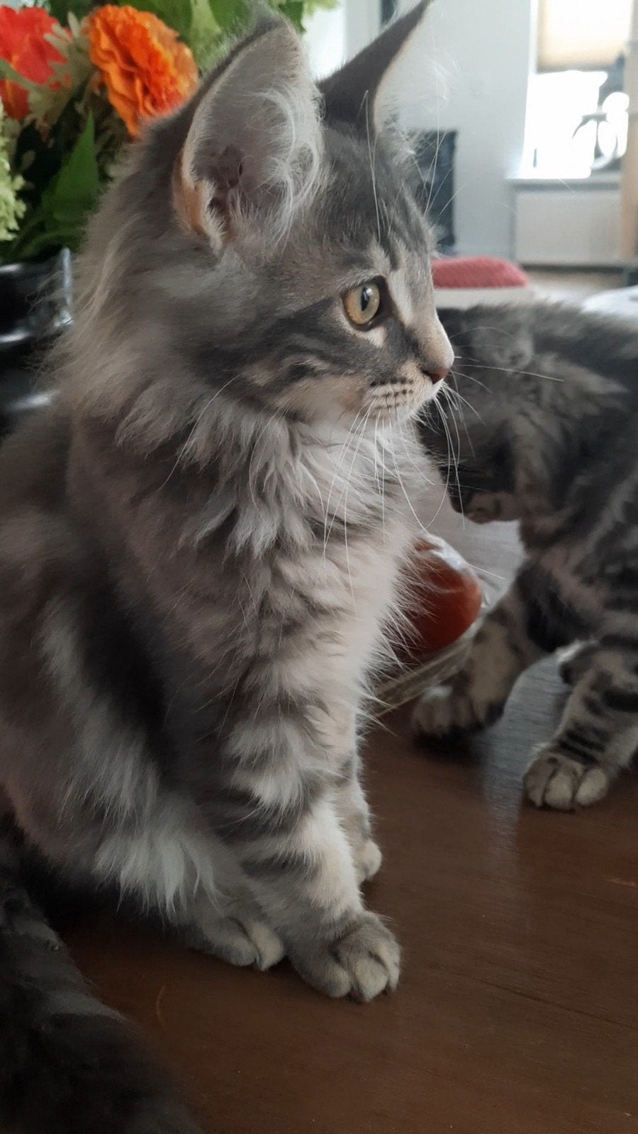 100% Maine Coon poesjes...14 weken..mogen nu verhuizen, Dieren en Toebehoren, Poes, Gechipt