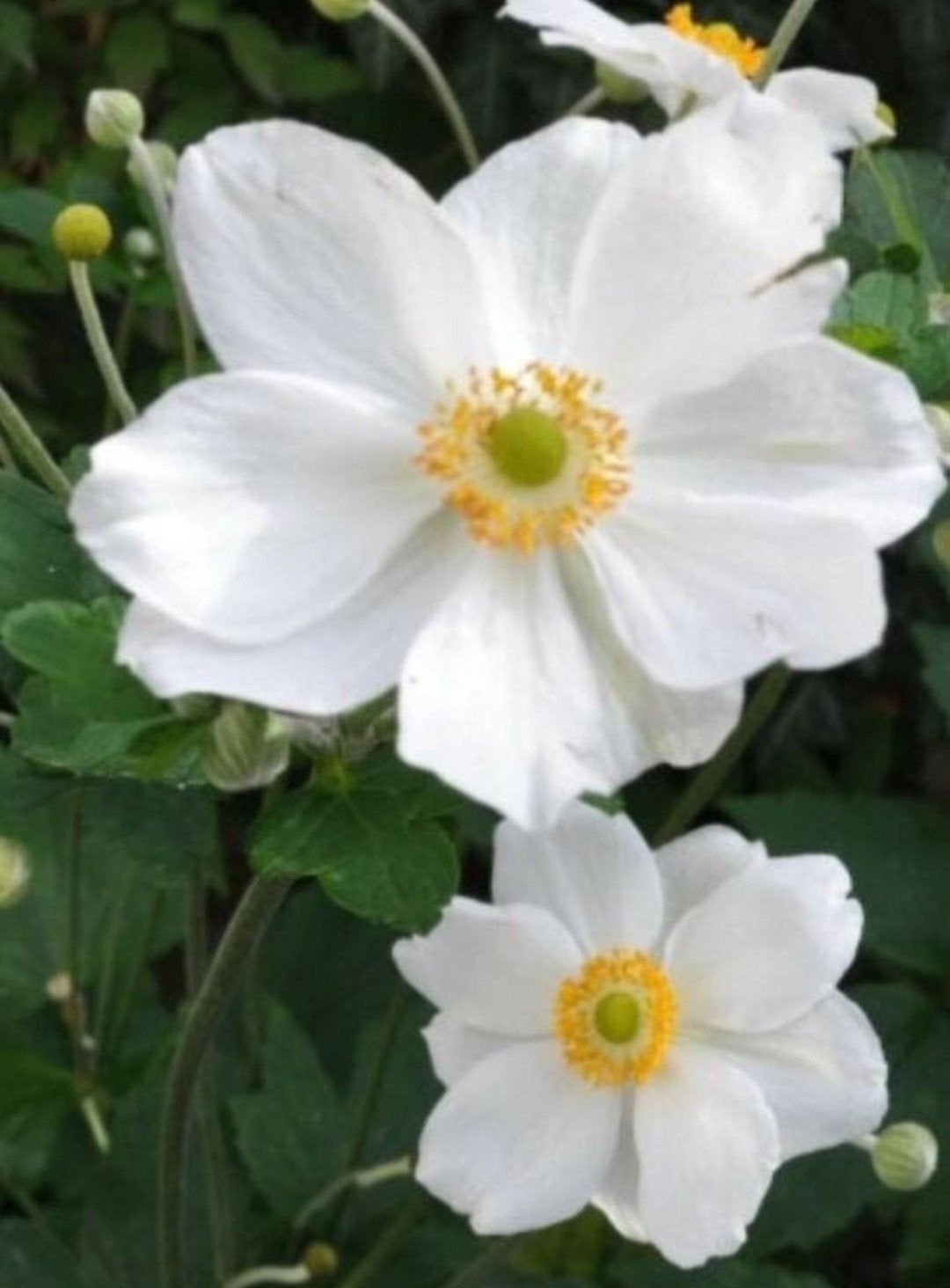 Anemone hybrida 'Honorine Jobert' - Japanse Anemoon P9, Overige soorten, Vaste plant, Ophalen of Verzenden, Halfschaduw