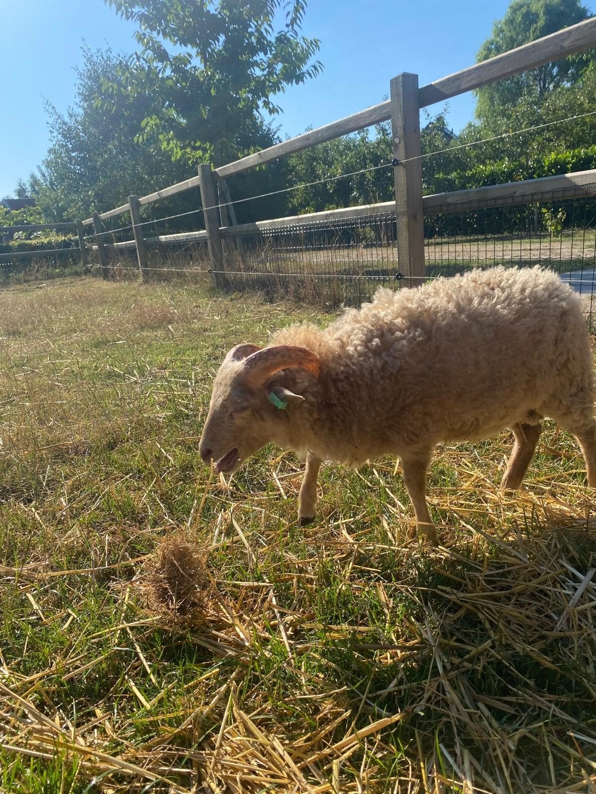 Oeussant rammen wit en bruin (stamboek), Dieren en Toebehoren, Schapen, Geiten en Varkens, Mannelijk, Schaap, 0 tot 2 jaar