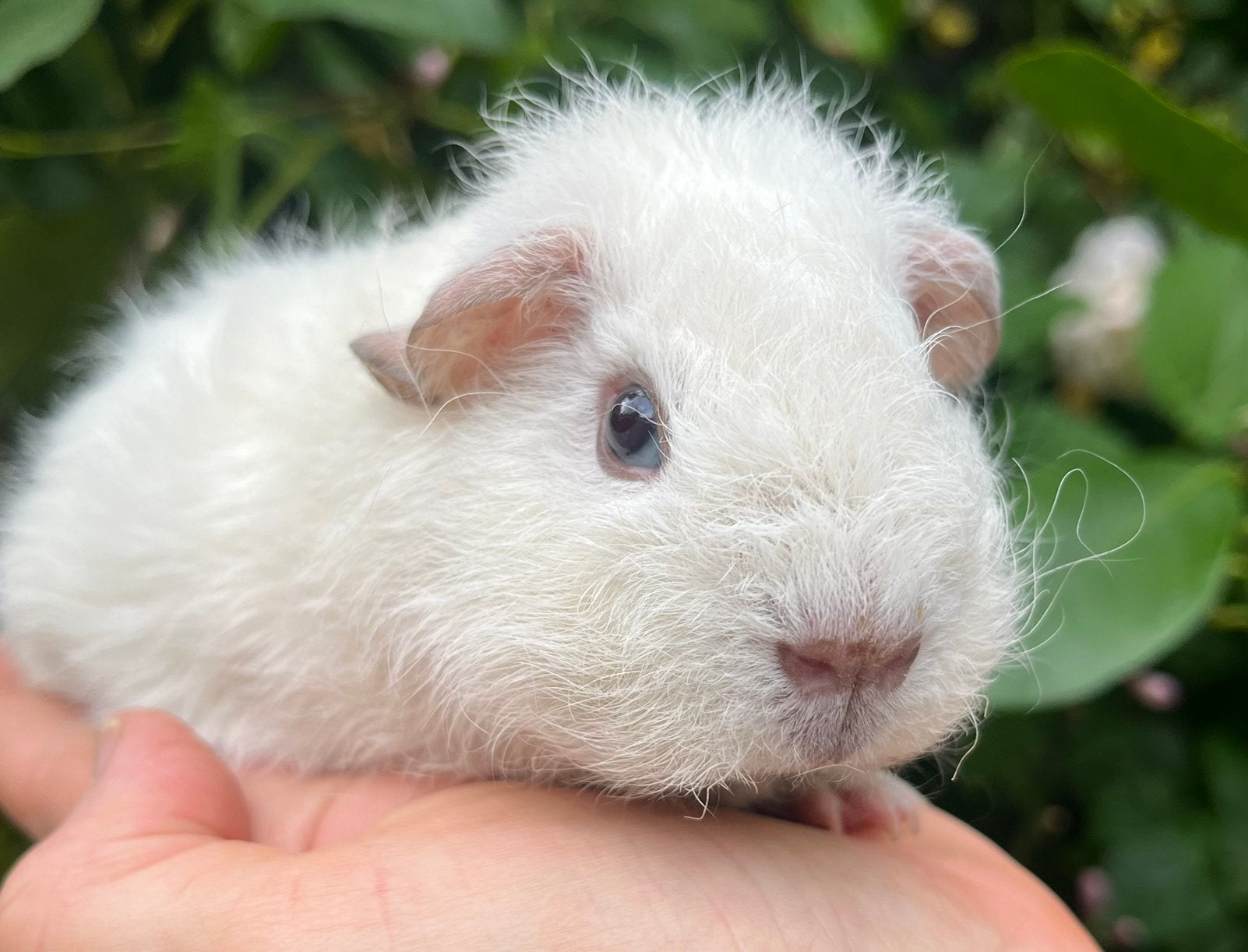 Schattig wit Rex beertje (ouders california), Dieren en Toebehoren, Knaagdieren, Cavia, Mannelijk, Mei, Tam