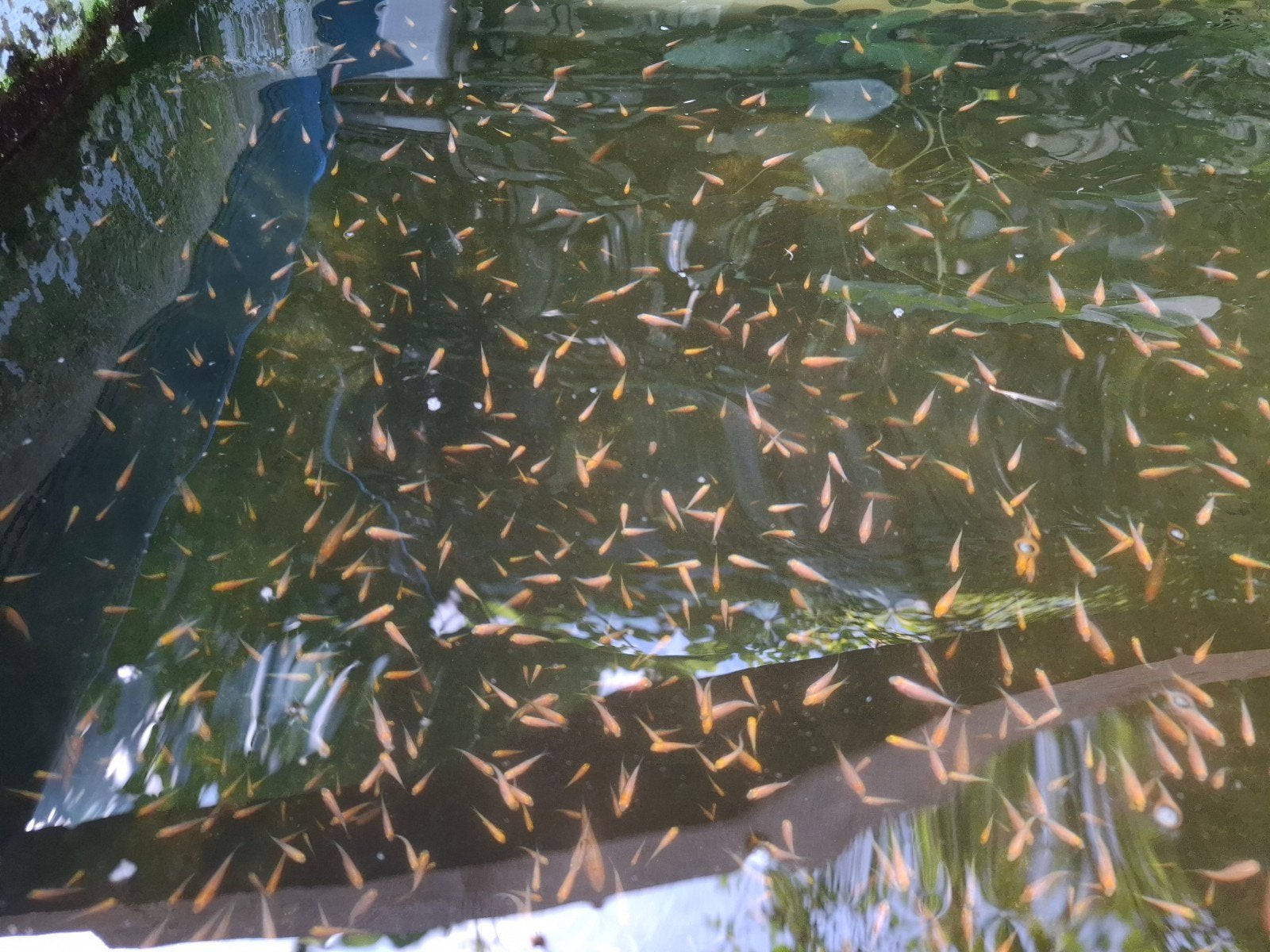 Koibroed/ babykoi, Karper of Koi