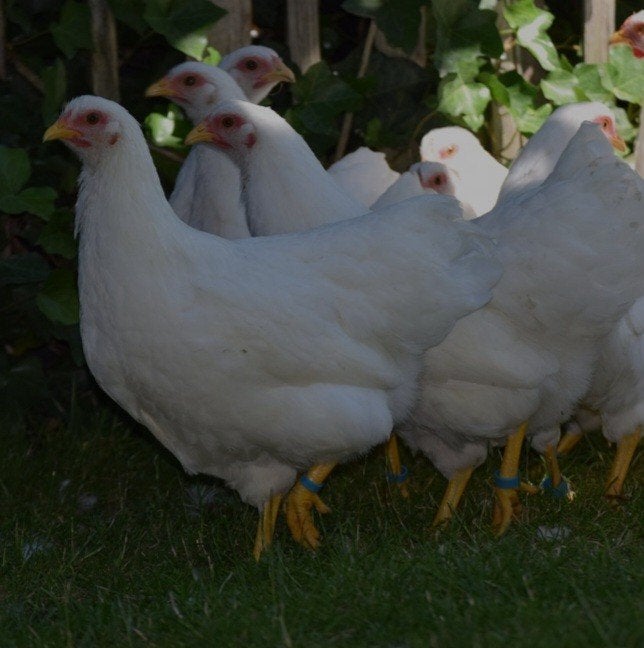 te koop witte wyandot kippen 3 hennen met of zonder haan, Meerdere dieren, Kip