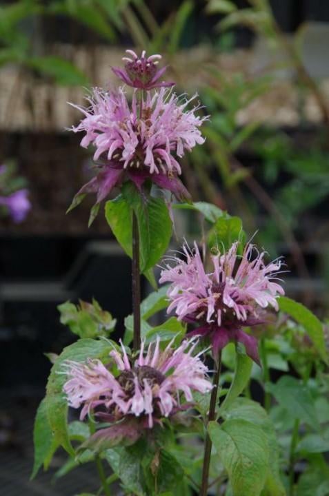 Monarda 'Beauty of Cobham' in een p9 pot., Volle zon, Vaste plant, Zomer, Ophalen
