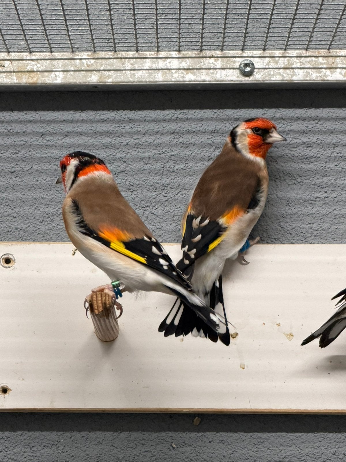 Major Putter Man 2025/2026, Mannelijk, Wildzangvogel, Geringd