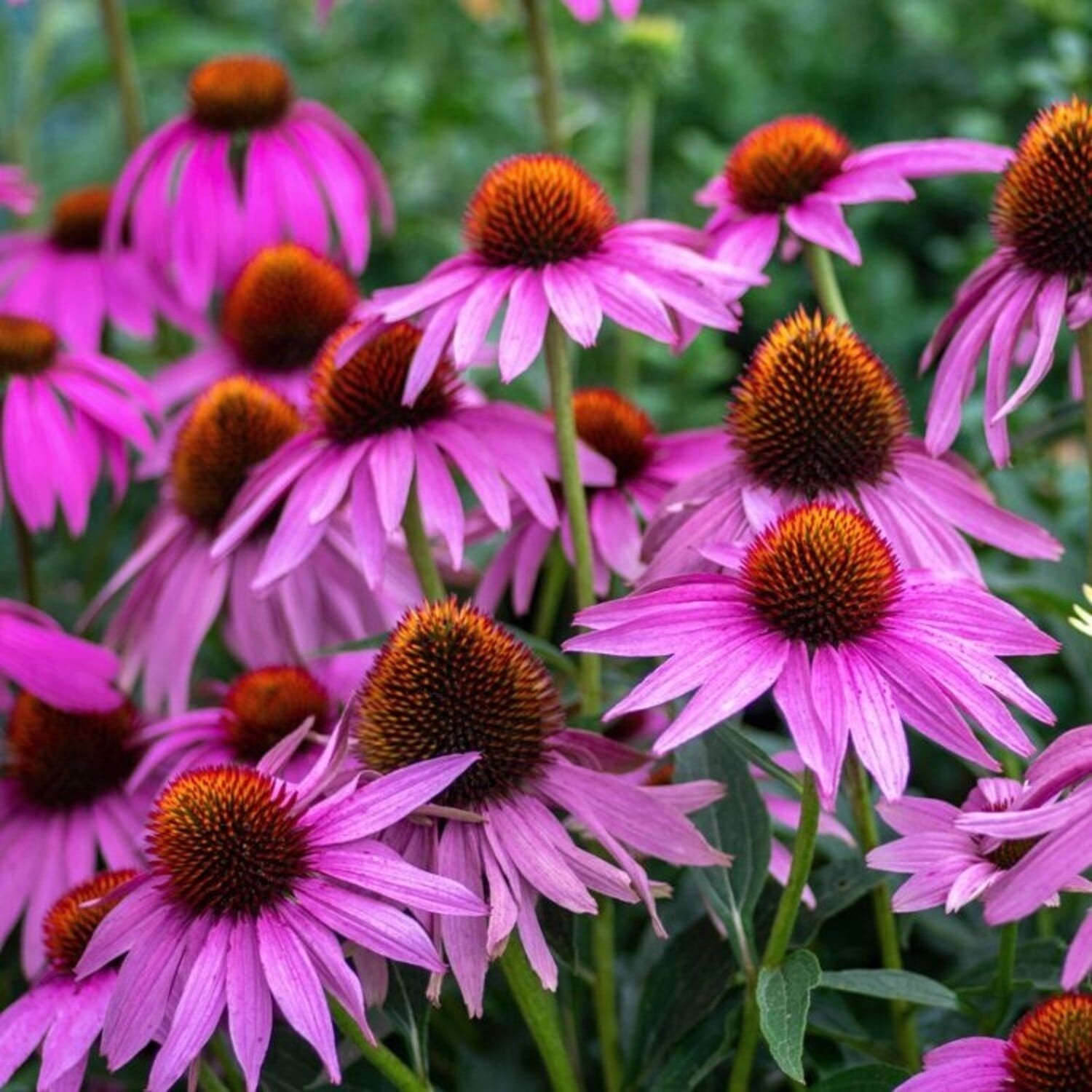 Echinacea purpurea  🌺 (rode zonnehoed) 🌺, Tuin en Terras, Bloembollen en Zaden, Ophalen, Volle zon