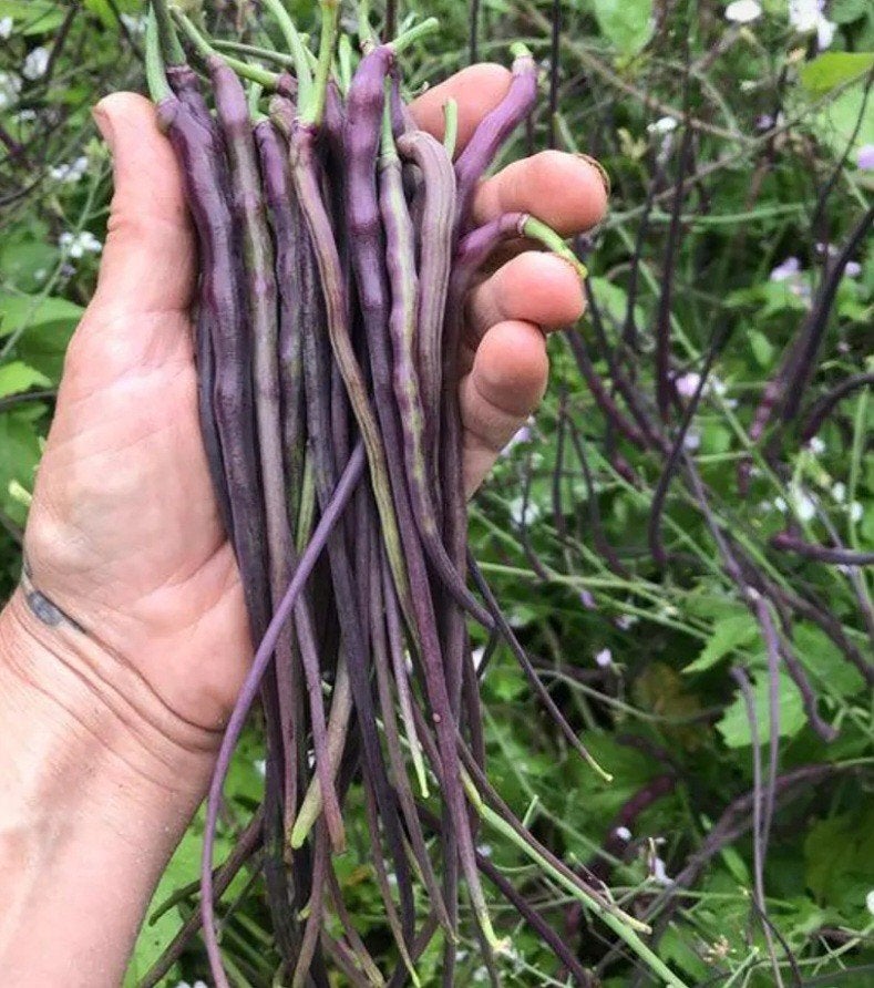 Gezocht: Zaden van paarse slangenradijs (niet de groene dus), Tuin en Terras, Bloembollen en Zaden, Ophalen of Verzenden, Volle zon