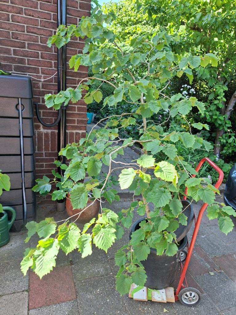 HAZELAAR GROOT VOLWASSEN, Ophalen, Appelboom, Lente