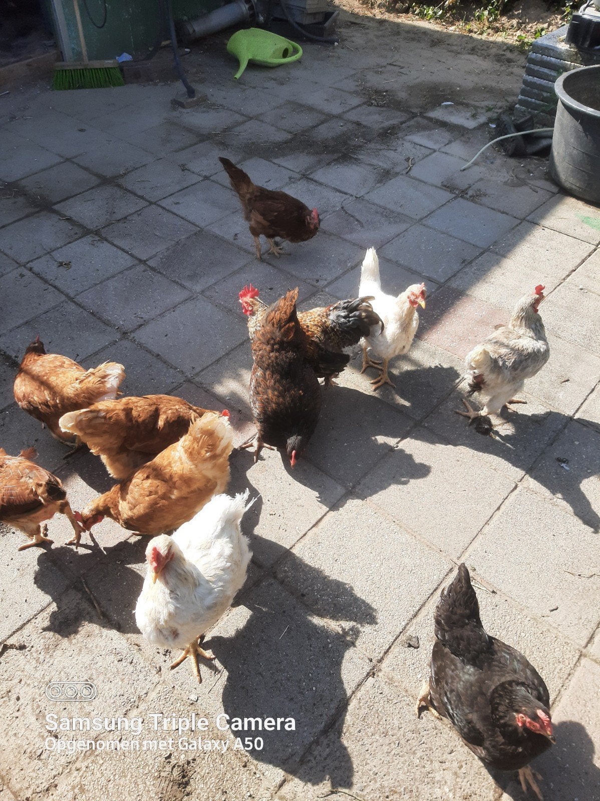 kippen 10euro P/Skippen, Dieren en Toebehoren