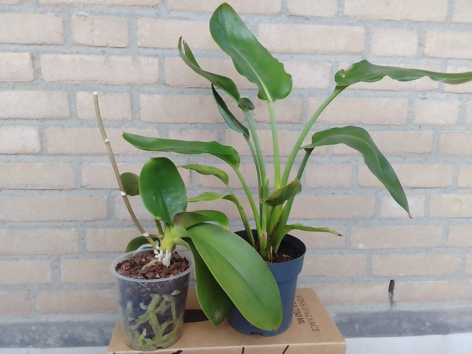 Orchidee en Strelitzia, Tuin en Terras, Planten | Tuinplanten, Vaste plant, Bloeit niet, Halfschaduw, Ophalen