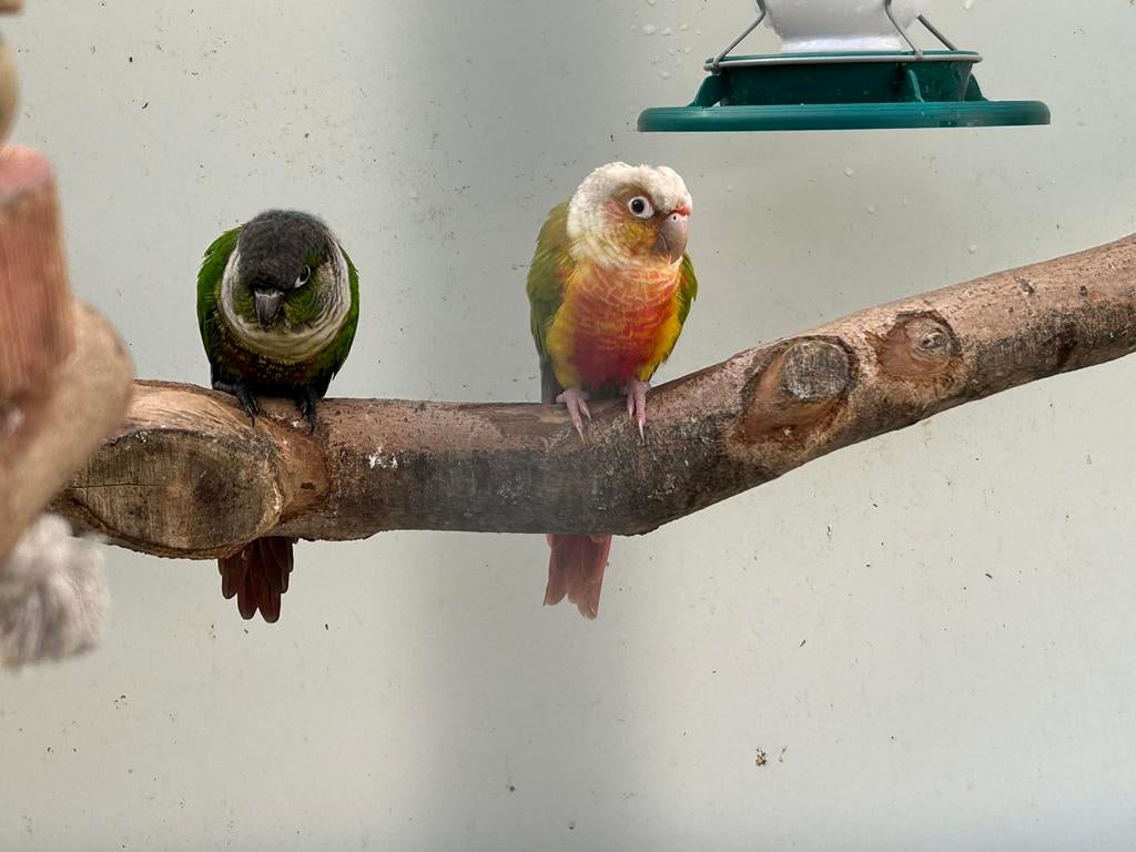 10 pyrrhura, Dieren en Toebehoren, Vogels | Parkieten en Papegaaien, Meerdere dieren, Parkiet