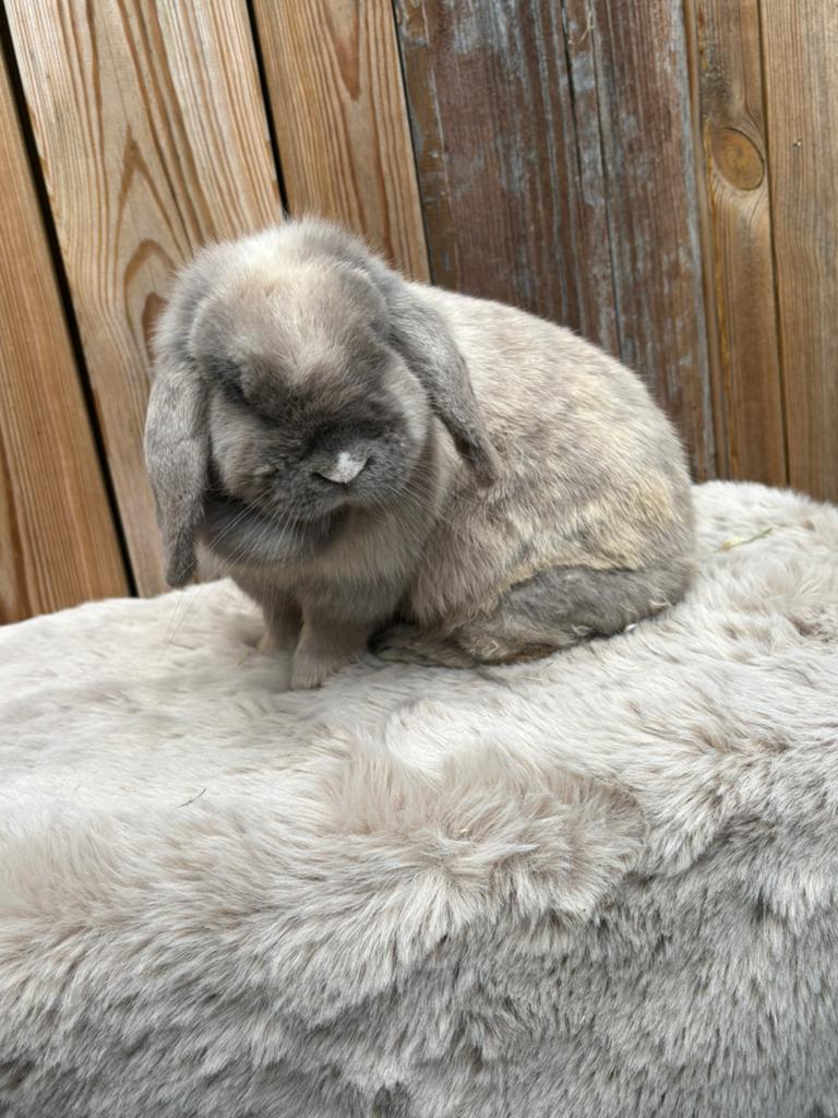 Mooi koppeltje raszuivere minilops, Dieren en Toebehoren, Konijnen