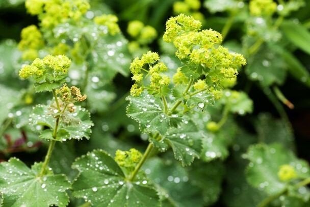 12x Alchemilla mollis, vrouwenmantel, p9 pot, Ophalen, Vaste plant, Bodembedekkers