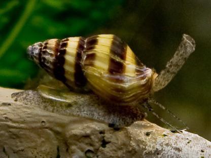 Slak etende slak-assasin snail, Slak of Weekdier