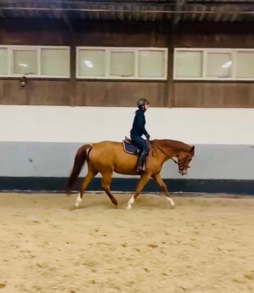Ervaren leerpaard / ideaal overgangspaatd, Dieren en Toebehoren, Merrie, ZZ, Springpaard, Met stamboom