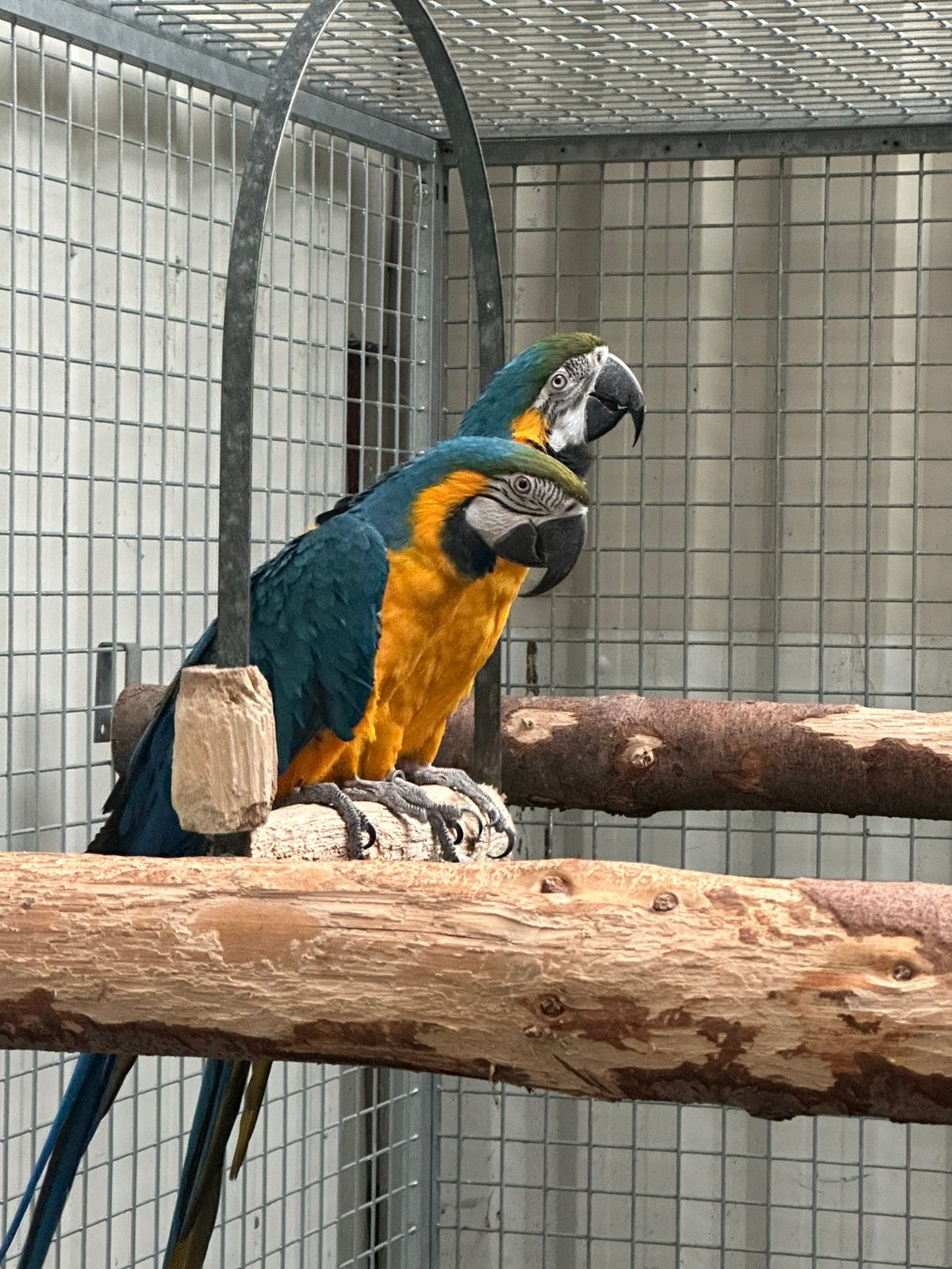 Blauw geel kweek koppel aras, Meerdere dieren, Papegaai