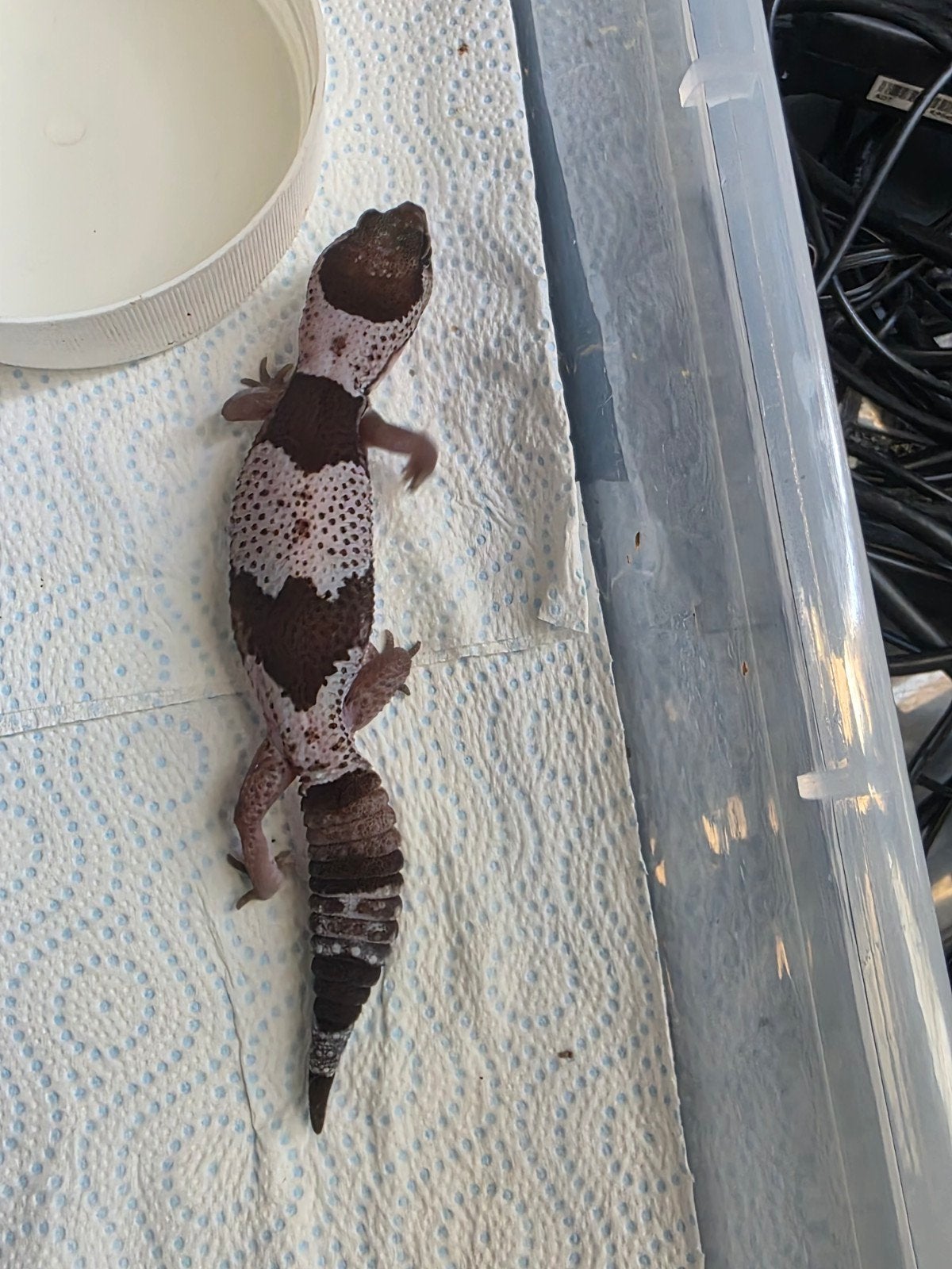 afrikaanse vetstaart gekko, Dieren en Toebehoren, Hagedis, Tam, 0 tot 2 jaar
