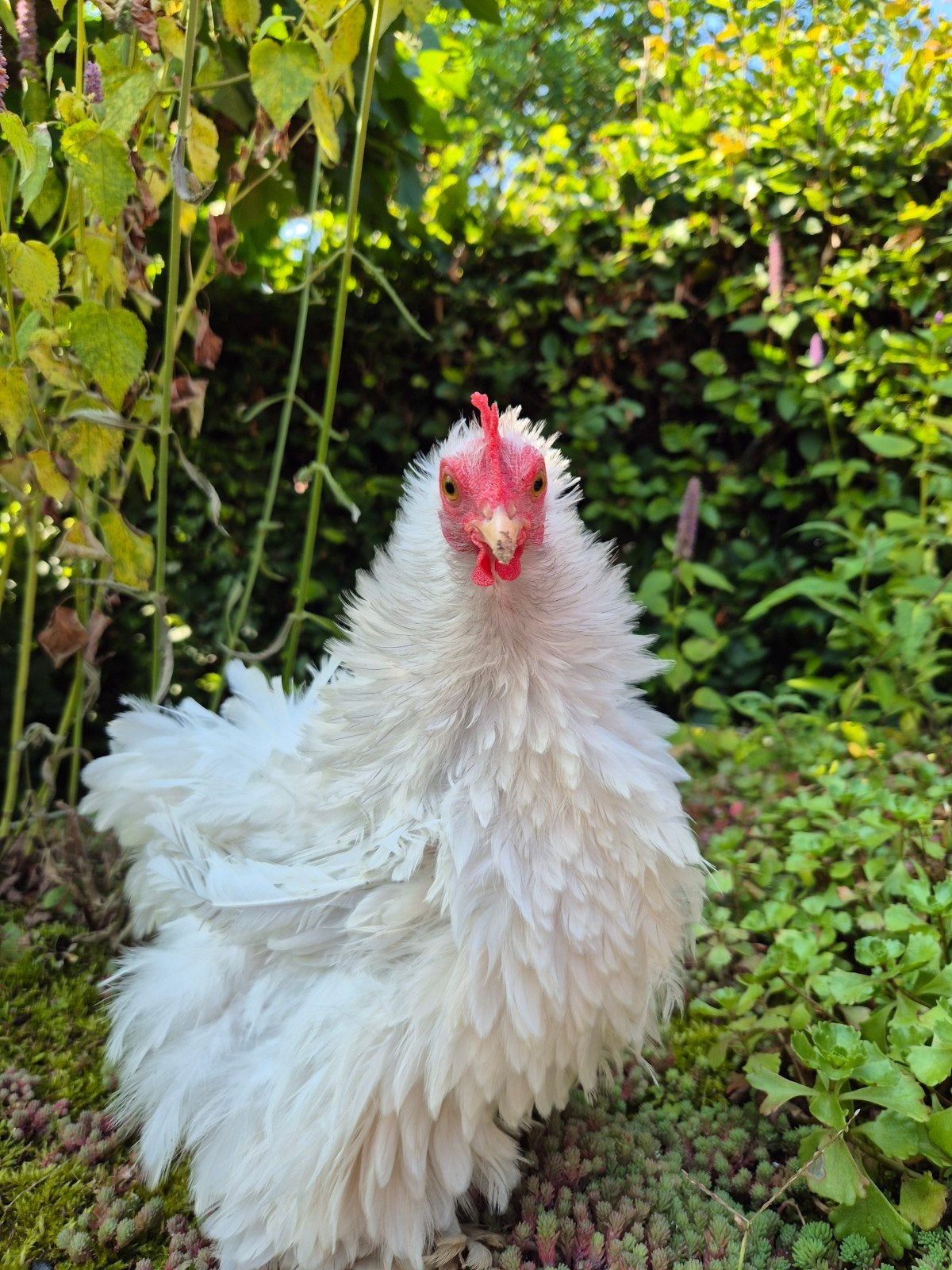 Cochin krul hennen, Dieren en Toebehoren, Pluimvee, Vrouwelijk, Kip