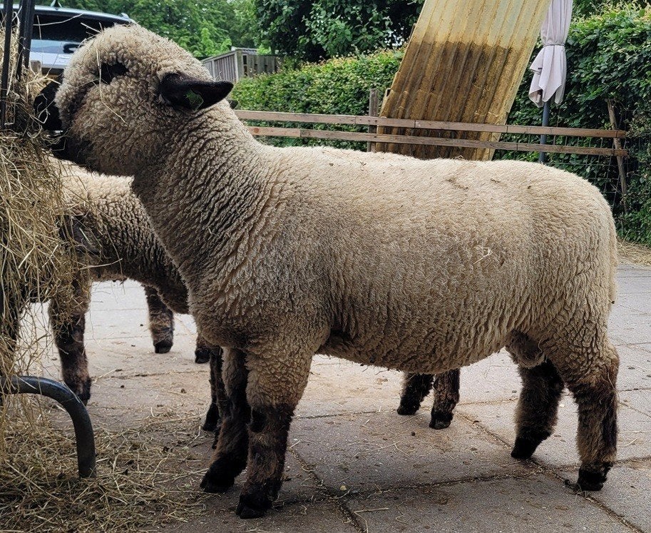 Hampshire Down ramlam, Mannelijk, Schaap, 0 tot 2 jaar