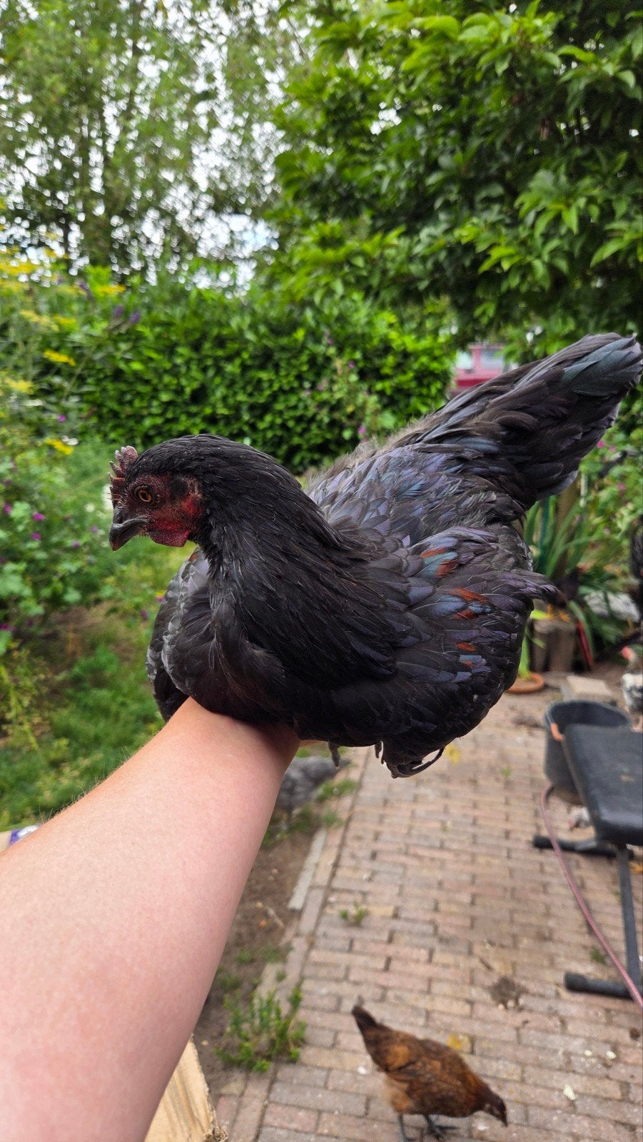 Ayam Cemani kruizing kuikens hennen en hanen, Dieren en Toebehoren, Pluimvee, Meerdere dieren, Kip