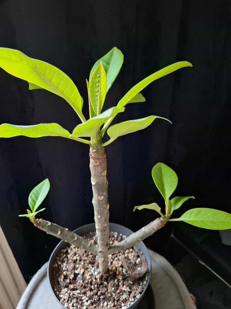 Plumeria's, Ophalen, Overige soorten, Volle zon, Minder dan 100 cm