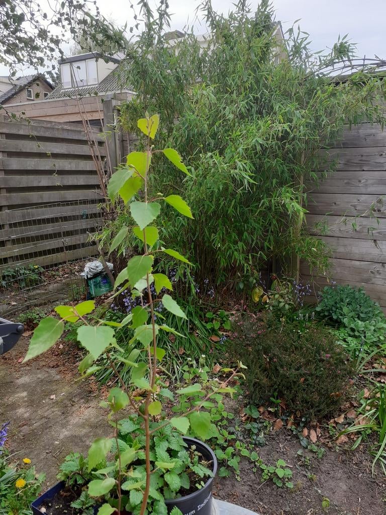 Mooi berkje, ca. 70 cm. hoog, Ophalen, Bloeit niet, Halfschaduw, Overige soorten