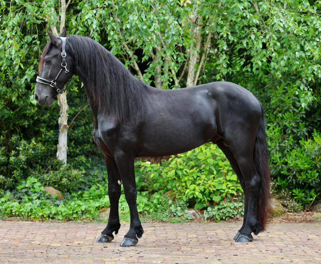 Lieve 4 jarige fries en amber champagne merrieveulen, Dieren en Toebehoren, Paarden, Met stamboom, Dressuurpaard, 3 tot 6 jaar