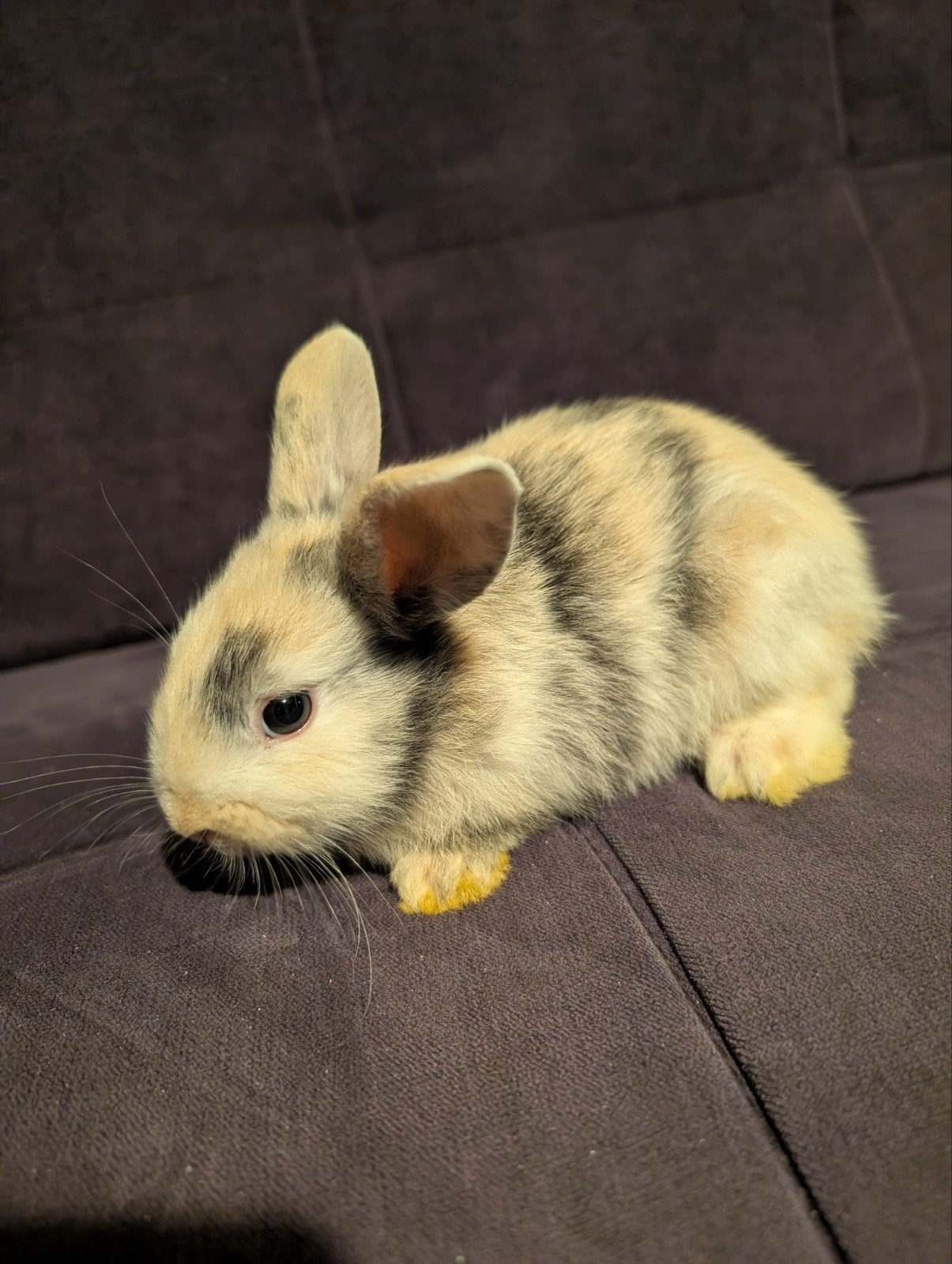 Beautiful rabbit, Dieren en Toebehoren, Konijnen, Dwerg
