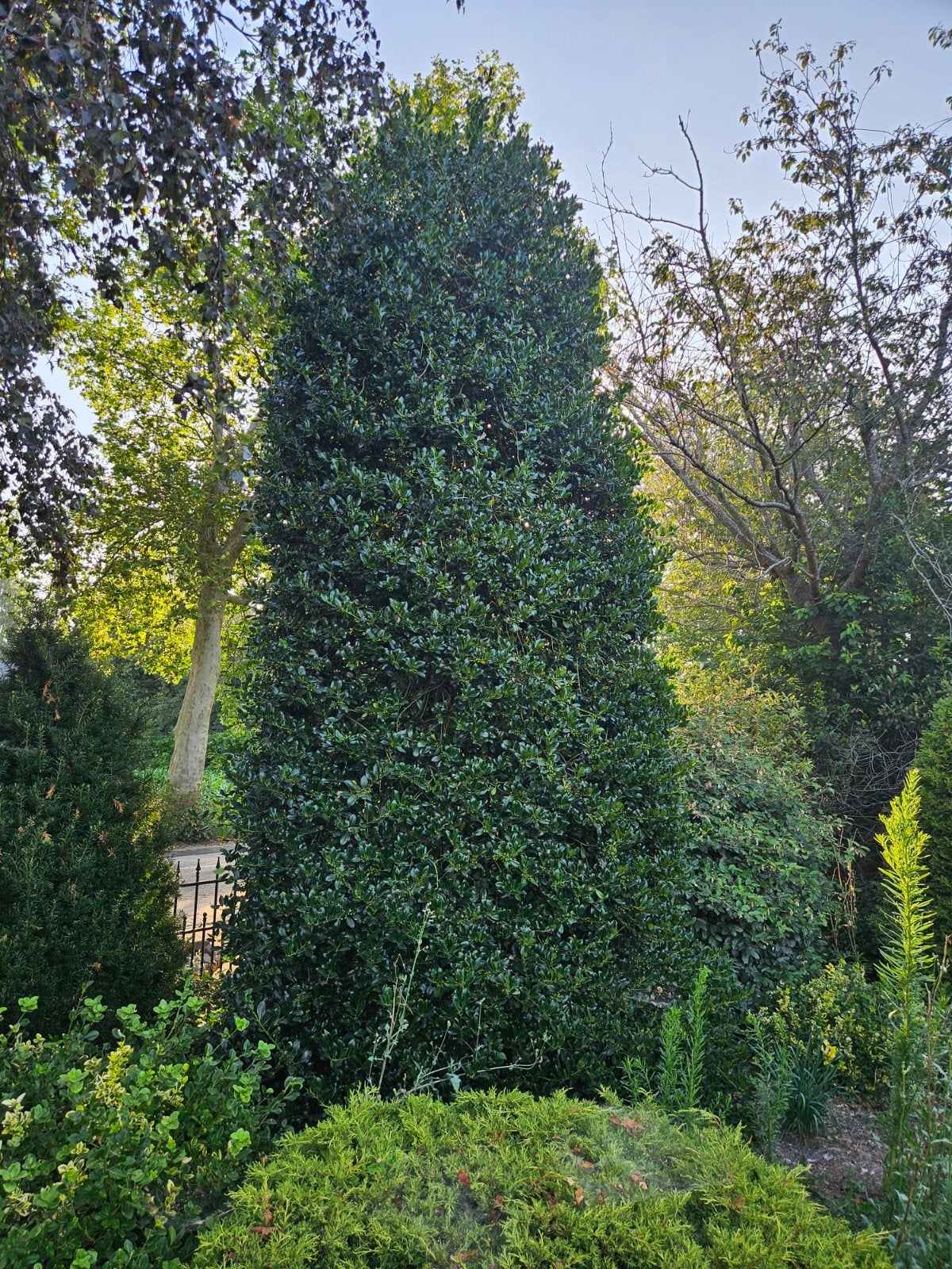 Gratis hulst, Tuin en Terras, Ophalen, Hulst, Minder dan 100 cm