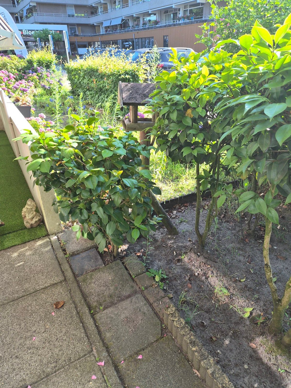 Planten, Tuin en Terras, Planten | Bomen, Ophalen, Overige soorten