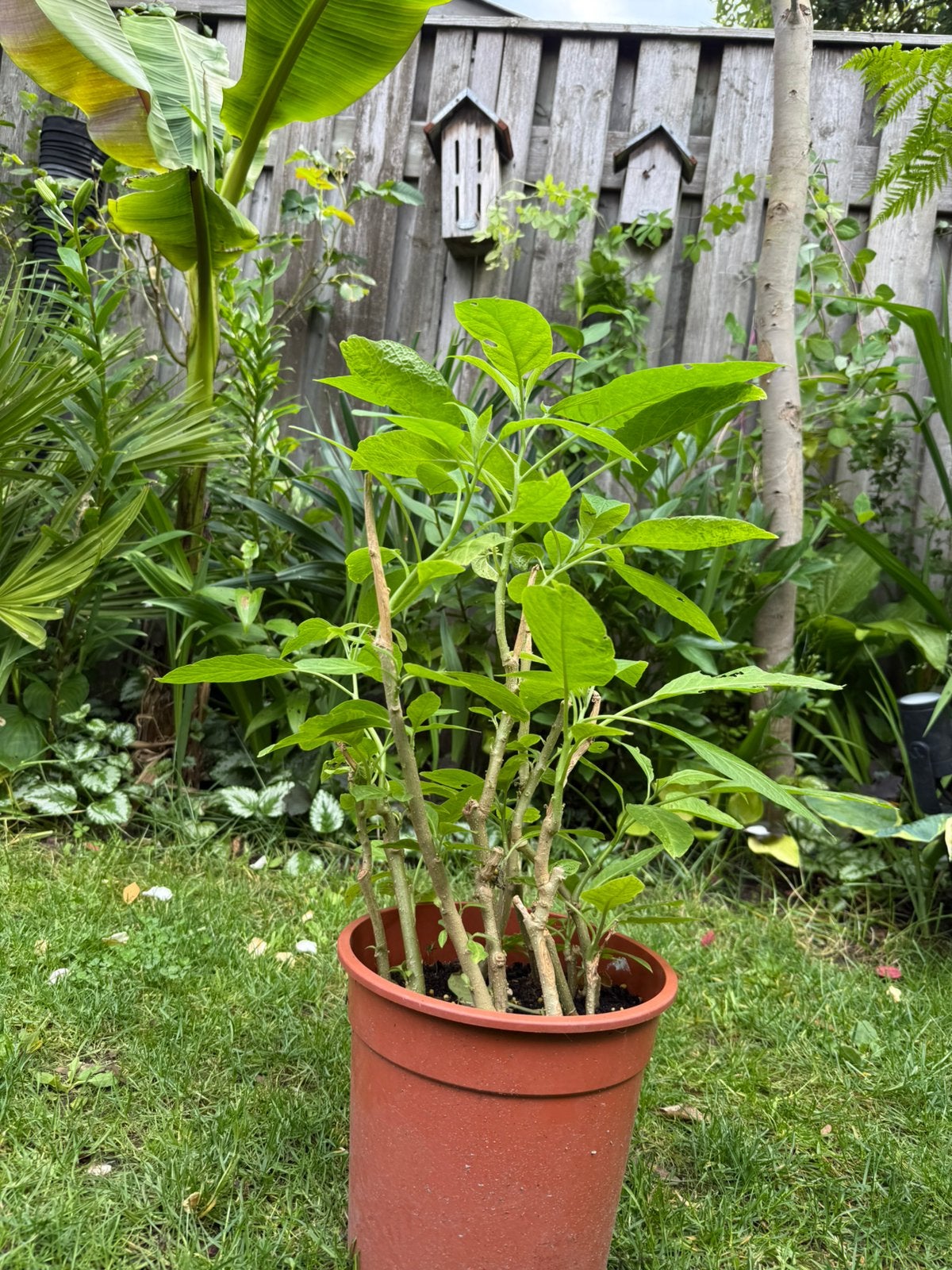 Witte datura, Ophalen, Overige soorten, Volle zon